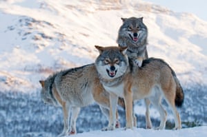 European grey wolves in Norway.