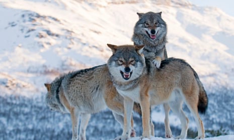 Signs of resilience … there are now more wolves in Europe than in the US.