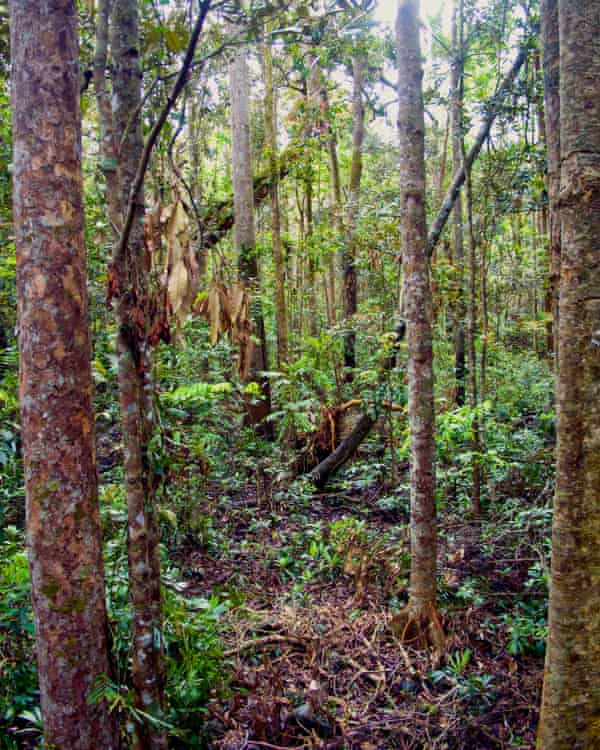 Mabi forest in curtain fig national park, Queensland