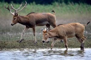 Elks at a nature reserve in Shishou, in central China’s Hubei Province. The Tian’ezhou National Nature Reserve for Elk has seen its number of elks increasing from only 64 in 1990s to more than 1,000 now.