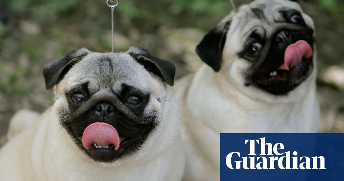 UK to crack down on dognappers with new pet abduction offence
