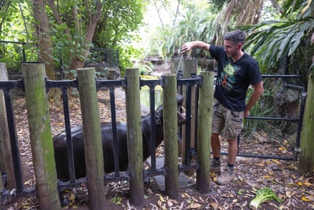 A keeper with a pygmy hippopotamus
