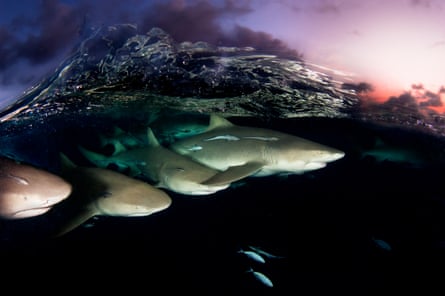 Lemon shark on patrol below surface at dusk in Bahamas a shark sanctuary.