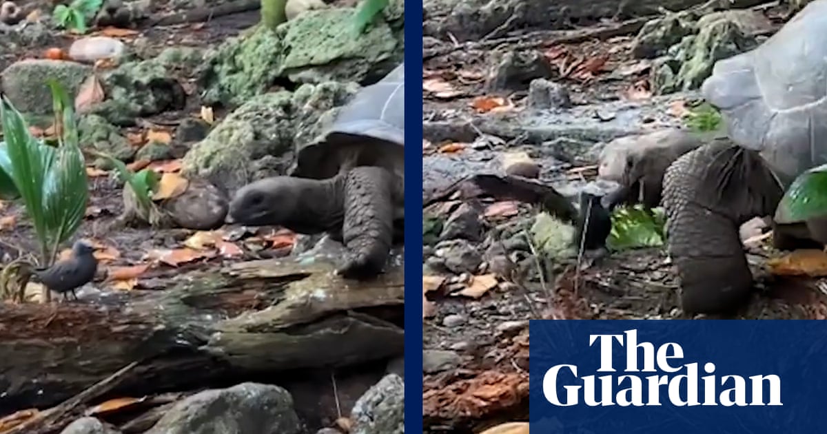 Giant tortoise filmed attacking and killing baby bird – video
