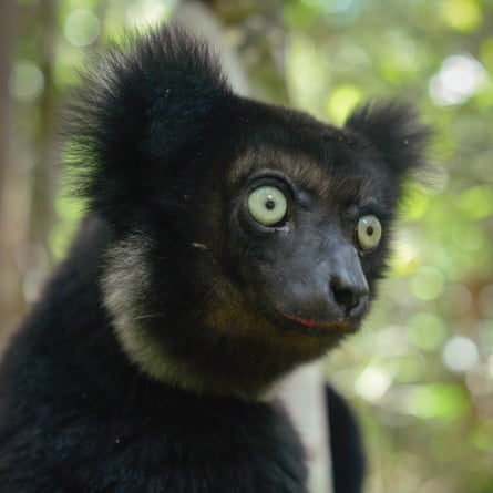 Indri, the largest of all Madagascar lemurs.