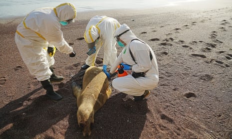 Scientists and vets take samples from a dead sea lion washed up on a beach.