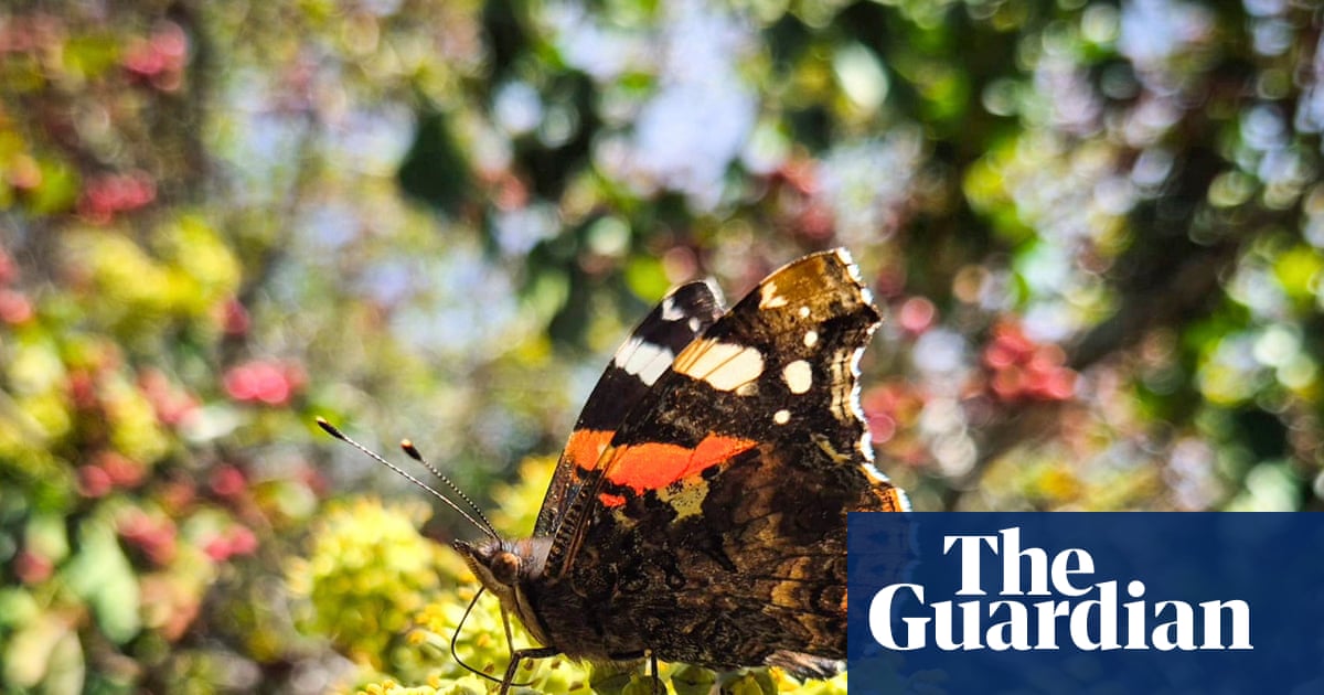 Pollinating insects flock to plants gardeners might think of as 'weeds'