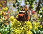Pollinating insects flock to plants gardeners might think of as ‘weeds’