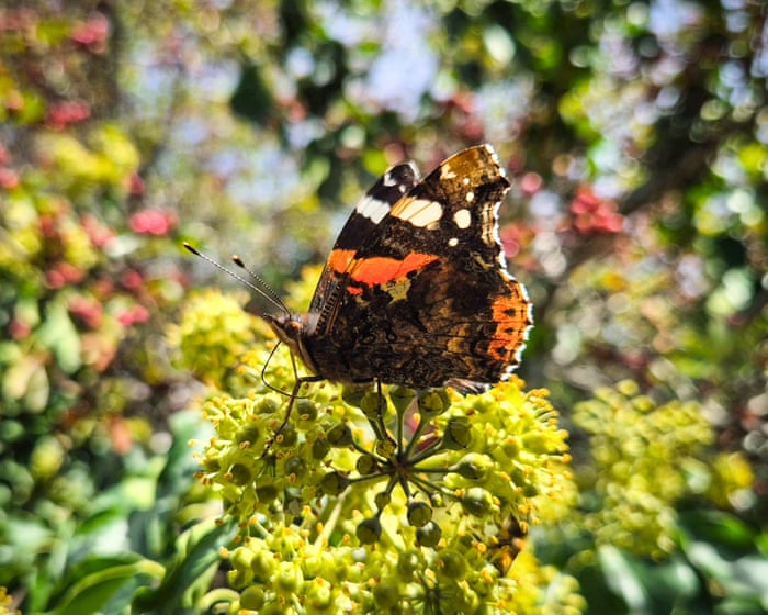 Image accompanying the story: Pollinating insects flock to plants gardeners might think of as ‘weeds’