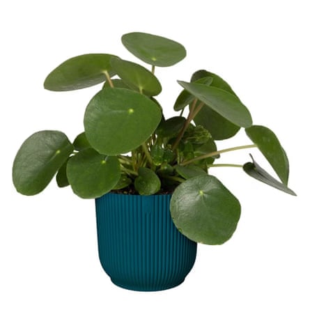 Pilea peperomioides (Chinese money plant or missionary plant).