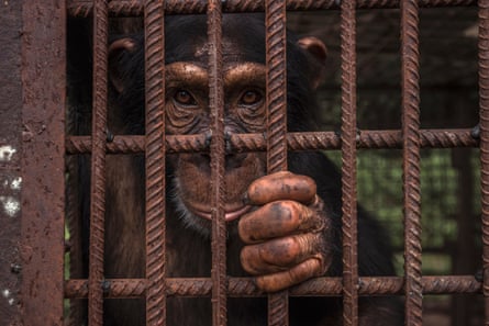A portrait of an adult chimpanzee in an enclosure