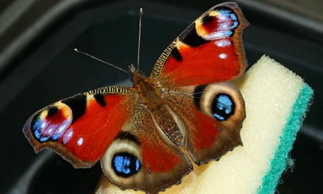 Peacock butterfly on sponge.