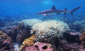 Great Barrier Reef