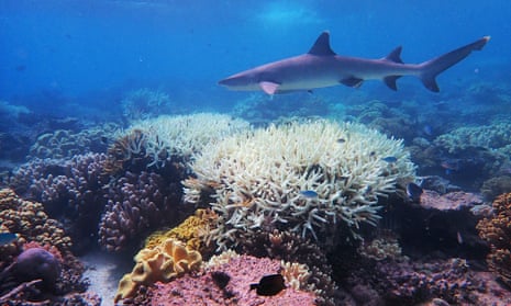Coral on the Great Barrier Reef, which has suffered its most widespread coral bleaching on record.