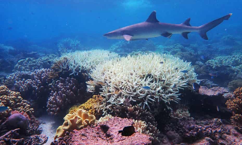 The Great Barrier Reef suffered its most widespread coral bleaching on record, scientists said on April 7, 2020, warning the threat posed by climate change to the world’s largest living organism. 