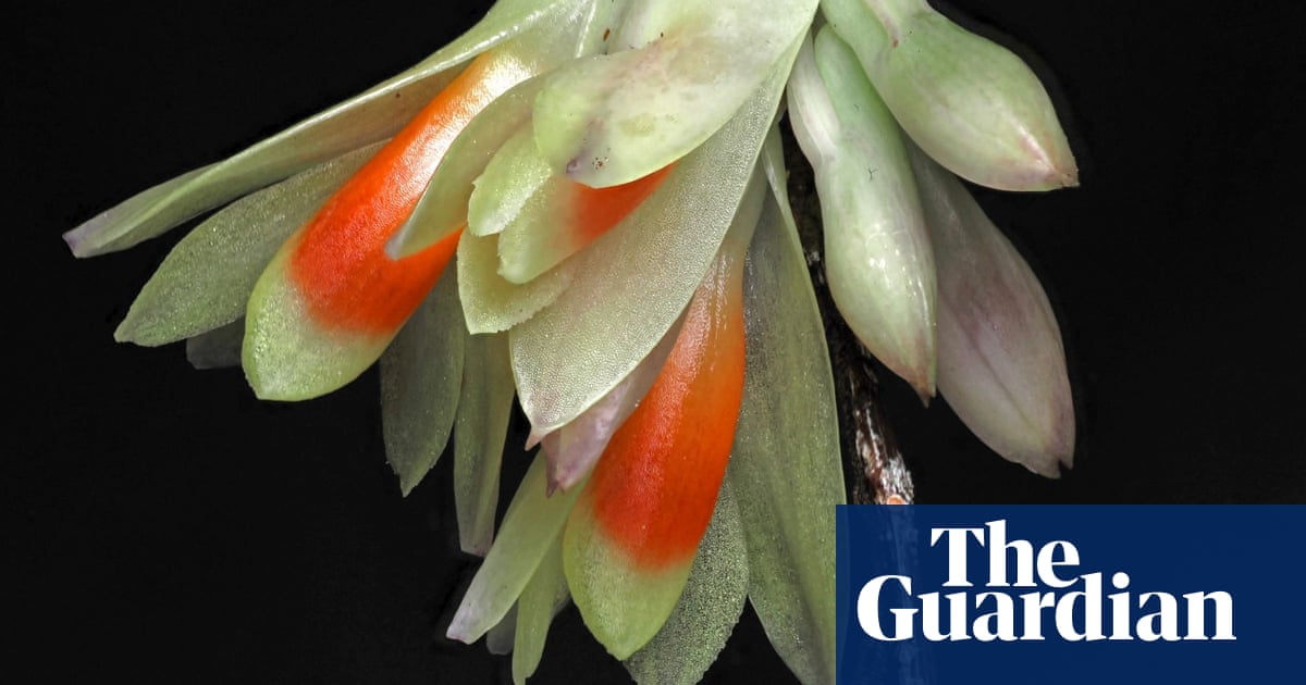 Toadstool with teeth and ghostly palm among plant and fungus finds of 2024 Toadstool with teeth and ghostly palm among plant and fungus finds of 2024