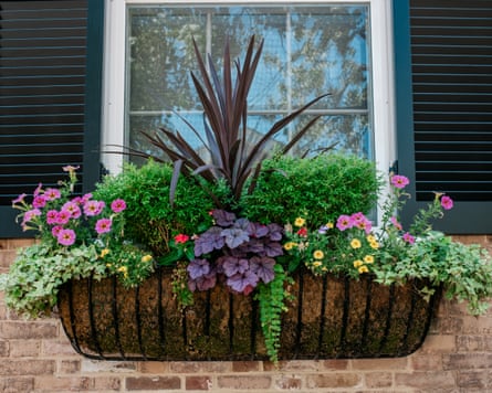 Closeup of window box adorned with colourful annual and perennial plants