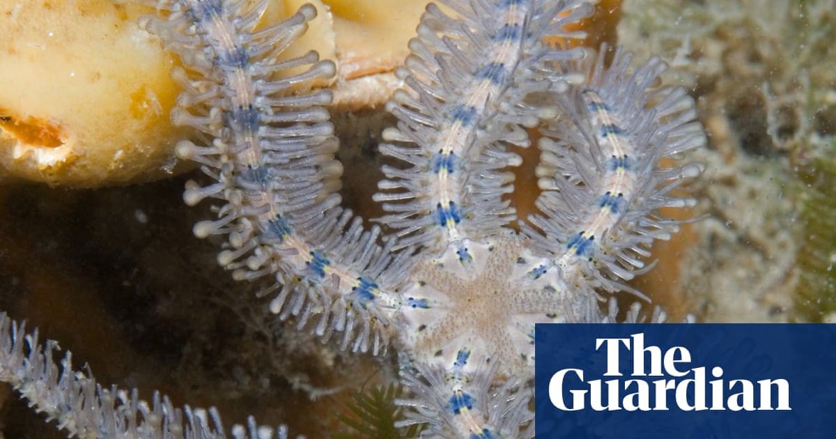 Ancient ‘alien’ brittle stars linked to relatives across the globe by a deep-sea evolutionary superhighway
