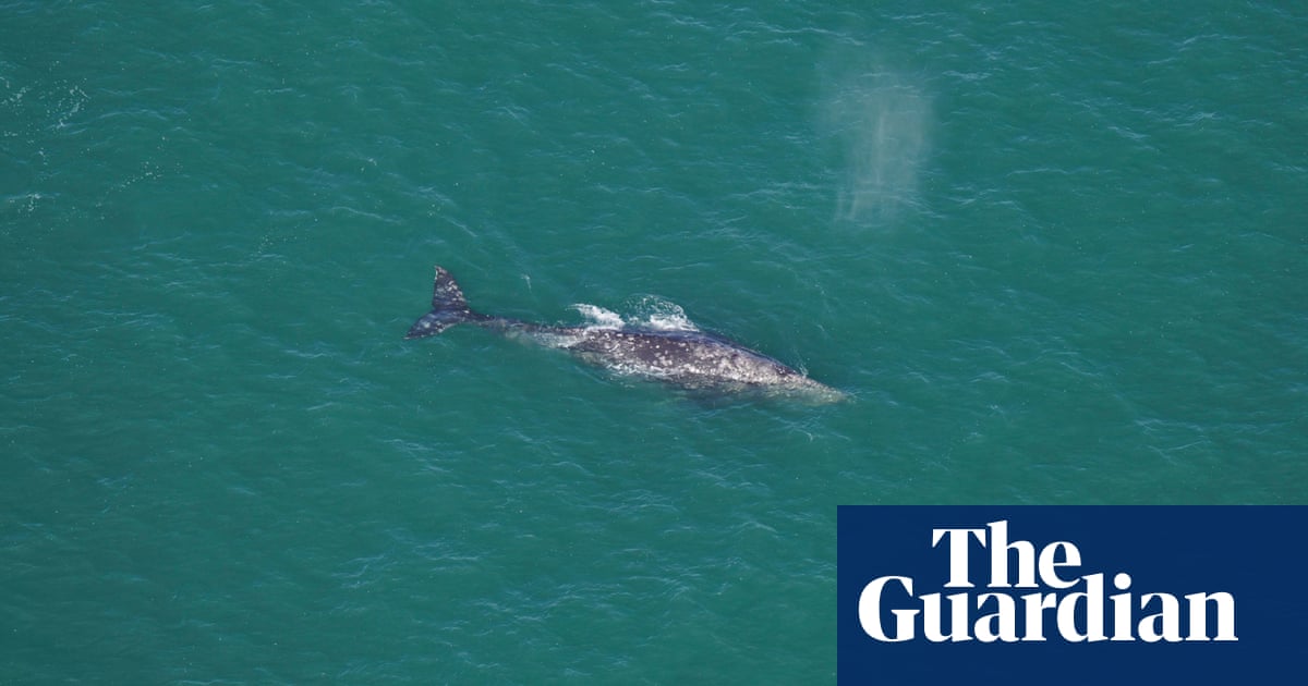 Gray whale sighted off New England 200 years after species’ Atlantic extinction | Whales