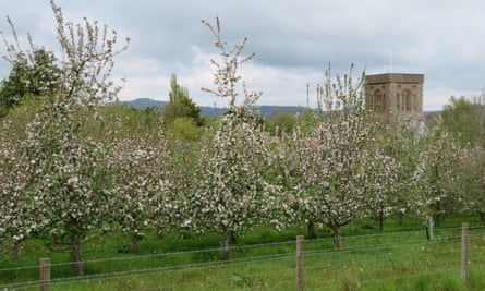 Linden Lea orchard, Melplash
