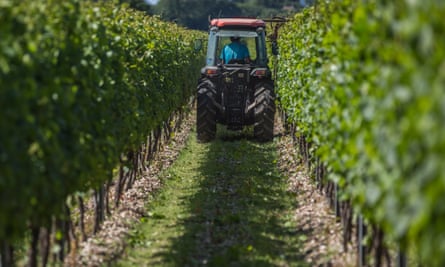 A tractor drives between rows of vines