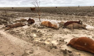 Dead cattle at Eddington Station in Queensland, Feb 8th. Photo: Rachel Anderson Dead cattle at Eddington Station in Queensland, Feb 8th. Photo: Rachel Anderson