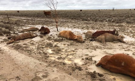 Dead cattle at Eddington Station in Queensland