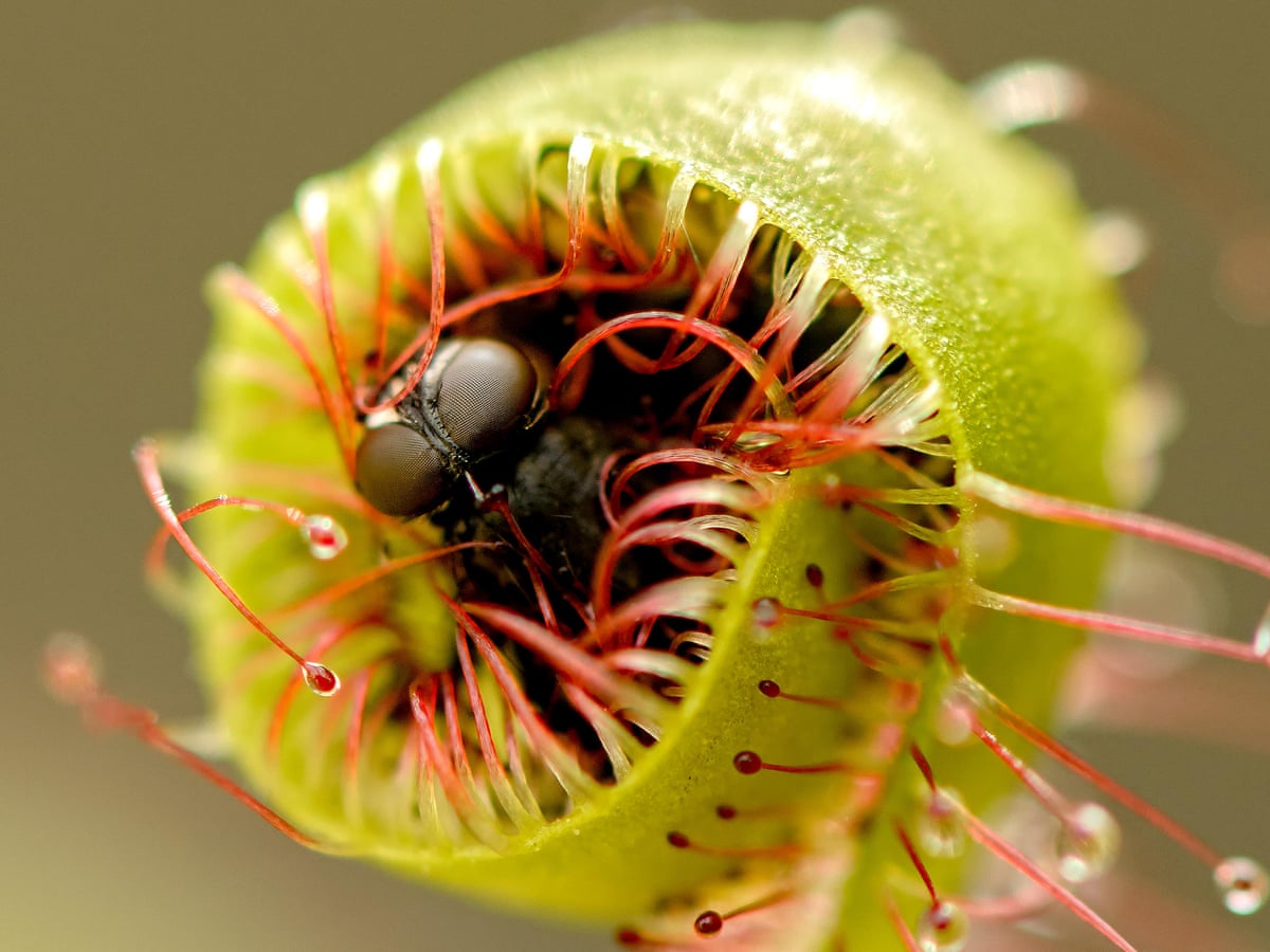 image.title Carnivorous plants with real bite Gardening advice The Guardian image.title Carnivorous plants with real bite Gardening advice The Guardian