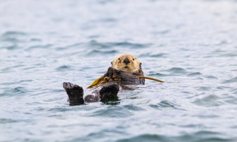 A Sea Otter Hangs On To Kelp