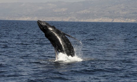 A humpback whale breaches