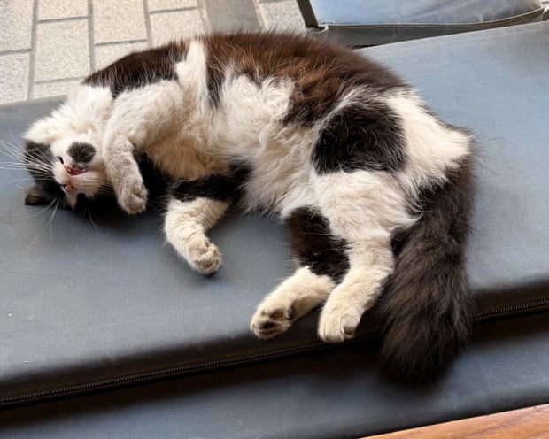 One of the many cats of Istanbul