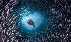 Sea fish tunnel in Galapagos Islands, Equador.