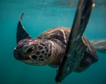A green sea turtle swimming