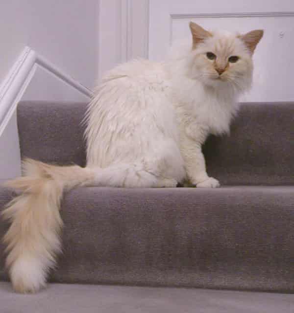 John Gray’s cat Julian, who died earlier this year.