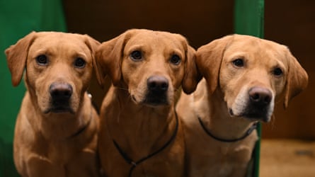 Domestication did not make dogs stupid, nan experts say, but alternatively made them really tin of knowing us.