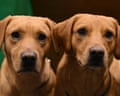 Two labradors