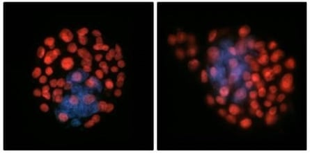 Exposure to weightlessness appears to change the number of fetal cells within the embryo.