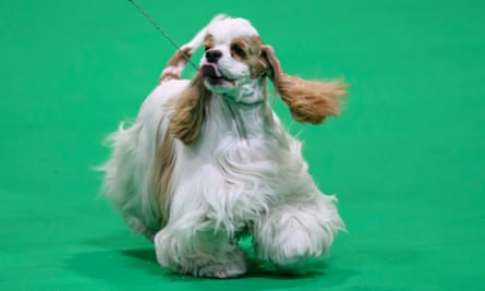 An American cocker spaniel parades before the judges at Crufts.