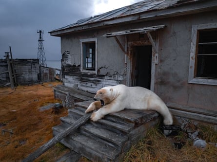 A polar bear relaxes on the porch of an abandoned research station on Kolichin Island, off Chukotka, Russia