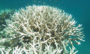 bleaching damage on the corals of the Great Barrier Reef
