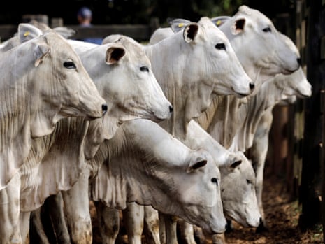 Zebu cattle in Paulinia, Brazil