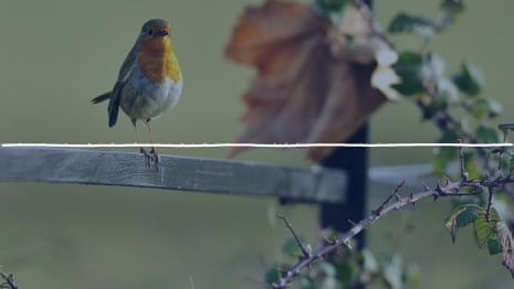 Why Birds And Their Songs are Good for Mental Health: Discover Healing Benefits