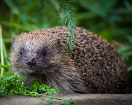A European hedgehog explores a garden in Saltburn