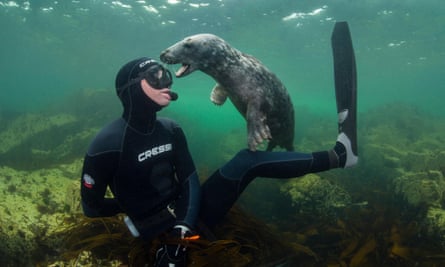 Young Grey seal (Halichoerus grypus) playing with snorkeller, Farne Islands,