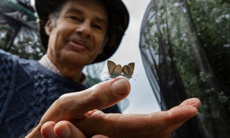 Butterfly breeder Martin White with one of his pairs of mazarine blues