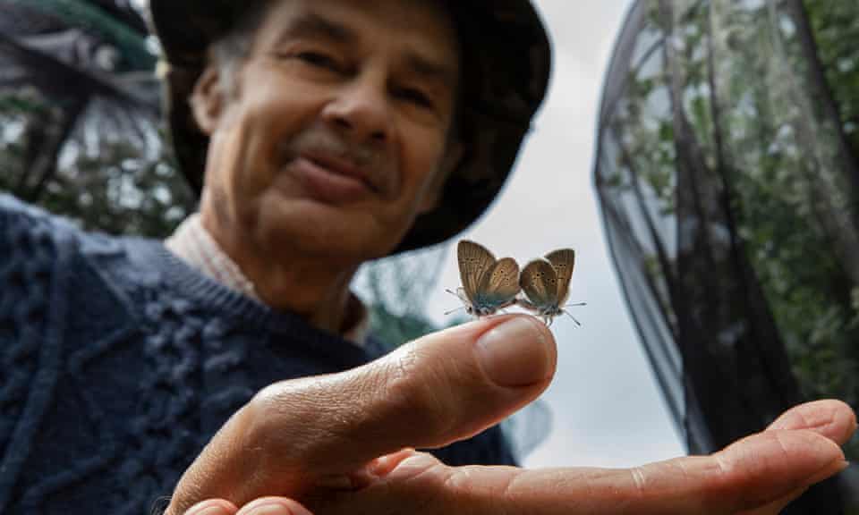 Butterfly breeder Martin White with one of his pairs of mazarine blues.