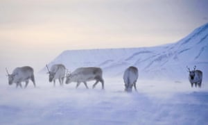Reindeer in the snow