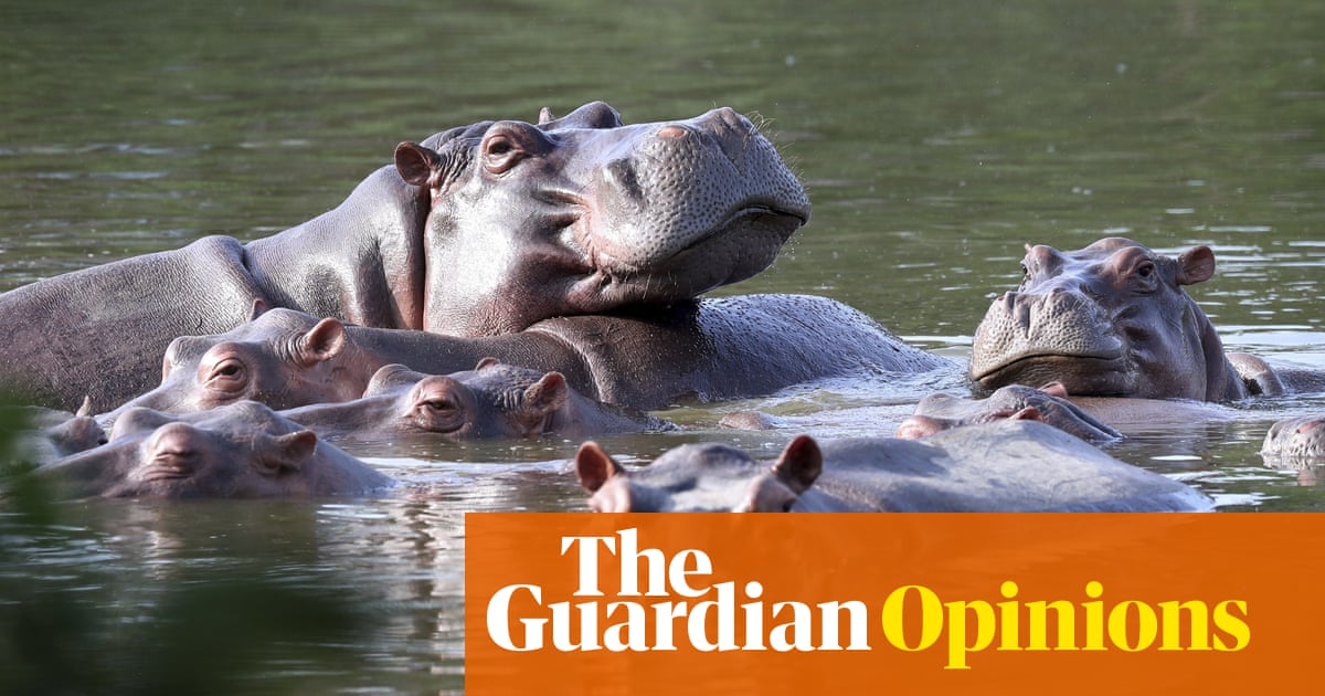Can an animal be a person? Yes – if they are Pablo Escobar’s cocaine hippos 
