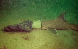 Um filhote de tubarão preso em uma luva de trabalho perto de Jamestown, Rhode Island, EUA. O tubarão foi posteriormente libertado da luva