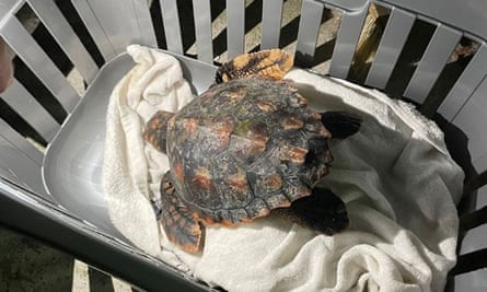 Turtle on a towel in a basket